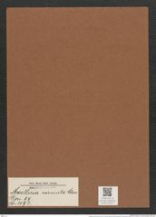 Moelleria cornuta Cleve (de-Toni-Nr.: Genus 99, Species 3092) Zeichnungen Sammlung Grunow Mappe 03321 (Herbarium_W_Grunow_drawings_Folder_03321)